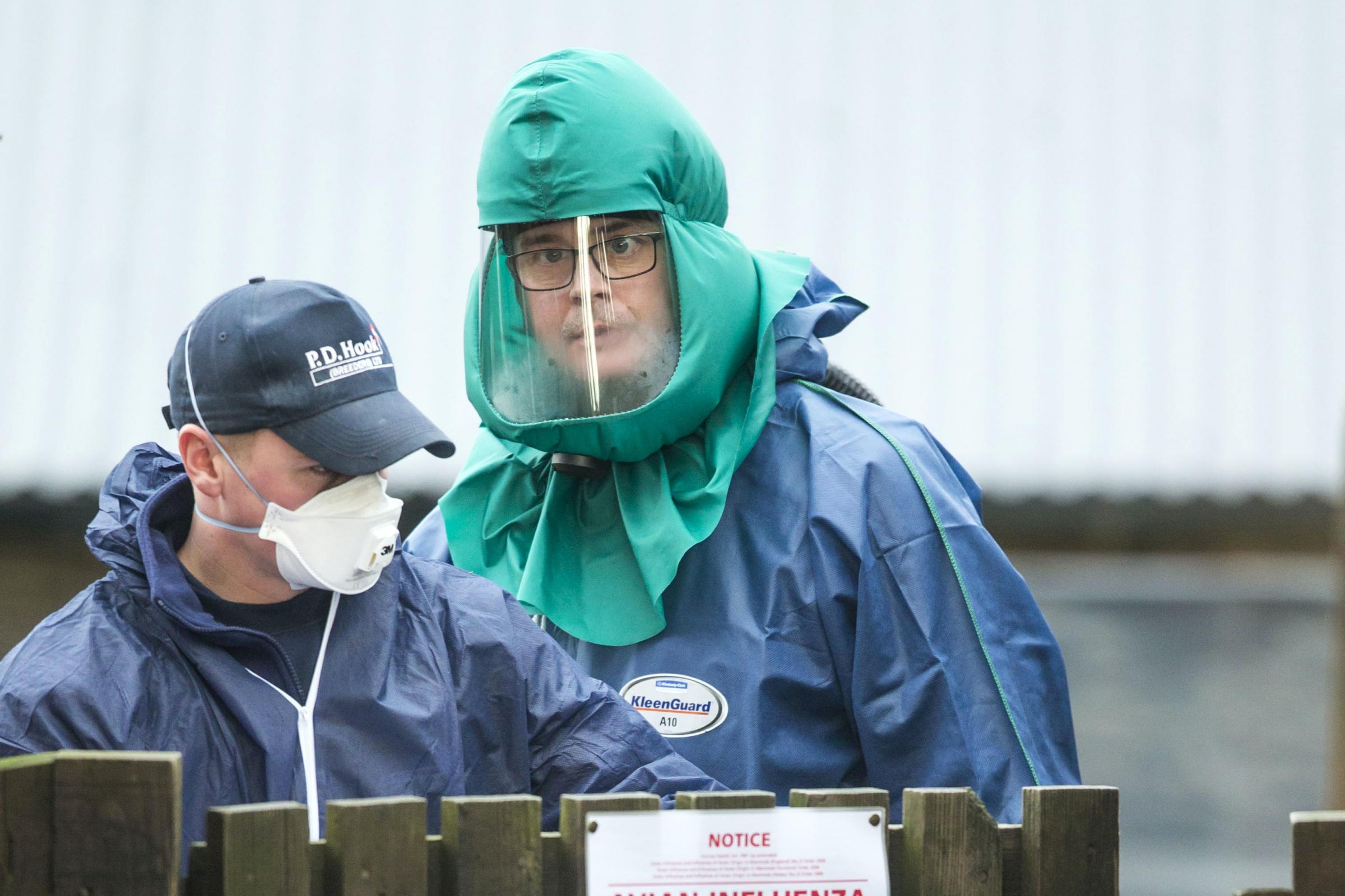 New restrictions across the UK to stop the spread of “very infectious” bird flu