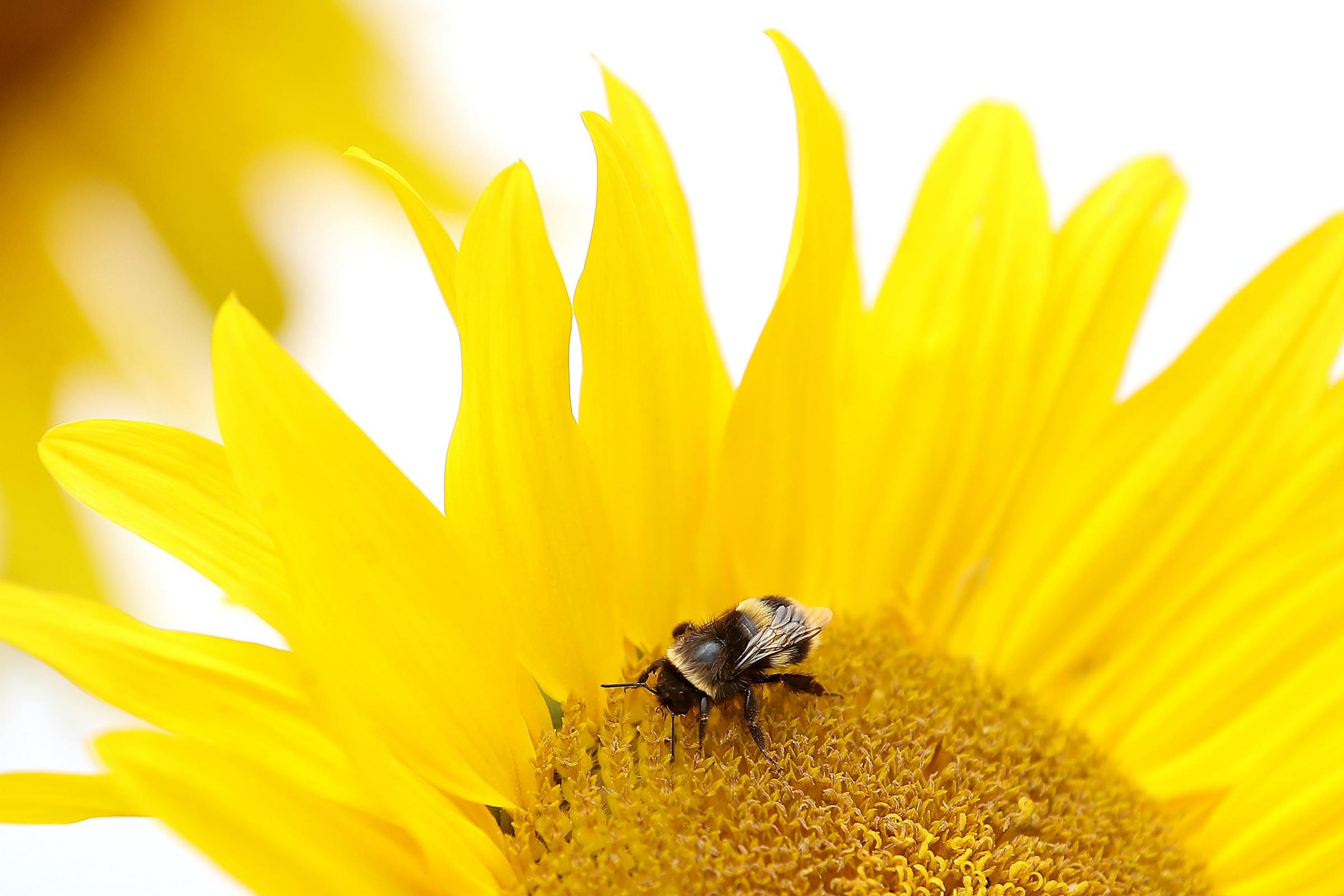 Studies have found that the vegetable garden is the largest source of food for pollinating insects.